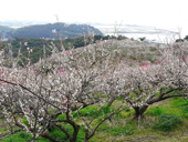 綾部山梅林